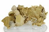 Miniature Fossil Cluster (Bivalves, Brachiopods, Urchins) - France #349316-1